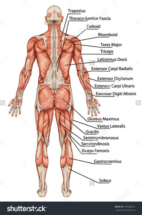 This is what happens in the click on the name of a muscle for a page about that muscle (works for most labels). Human Anatomy Back View | Svaly, Cvičení