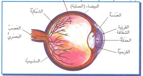 جميع الحقوق محفوظة لشركة تطوير للخدمات التعليمية © 2021. تركيبة العين، بنية العين، كرة العين، الأوساط الشفافة ...