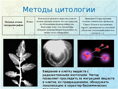Презентация по биологии 