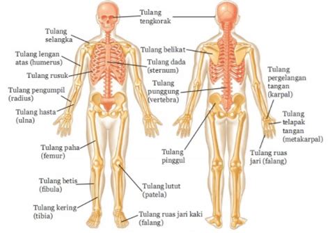 We did not find results for: Tulang-Tulang Penyusun Rangka Manusia - Info Pendidikan ...