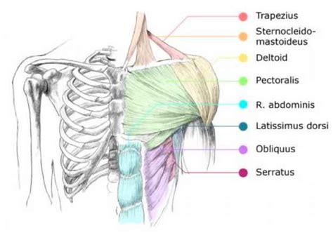 The serratus anterior is located more laterally in the chest wall and forms the medial border of the axilla region. The chest - Drawing Human Figure - Joshua Nava Arts