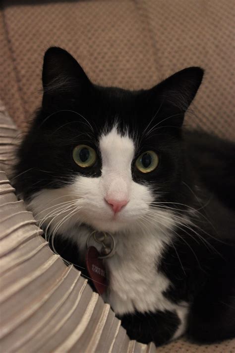 This tablecloth is a great addition to cat party supplies, and it makes cleanup easier. .Adorable Tuxedo Kitty | Fluffy kittens, Kittens, Kitty