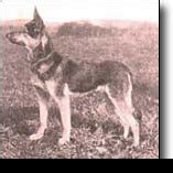 Statutes were put to paper for the first time in 1908 and were rewritten many a time due to the situations that were encountered during real life scenarios. Royal Dutch Police Dog Association - Labonte Canine Services Information