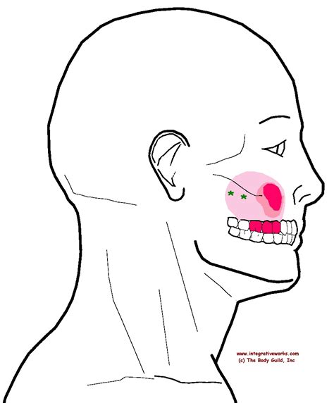Sinus pressure with sensitive upper teeth - Integrative Works