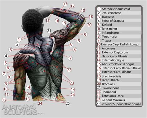 List of polyamorous characters in fiction. Ana Next | Anatomy reference, Anatomy for artists, Anatomy