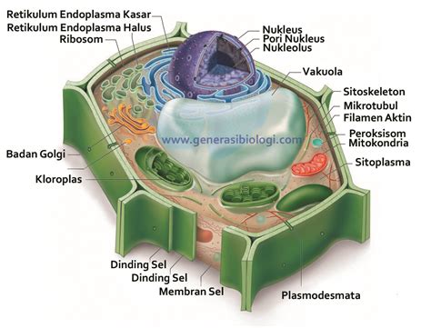 Plastida adalah sebuah organel yang memiliki membran lengkap, dengan bentuk dan fungsi perbedaan sel hewan dengan sel tumbuhan paling mencolok adalah terdapatnya sentriol pada sel. Gambar Struktur Sel Hewan Dan Bagiannya