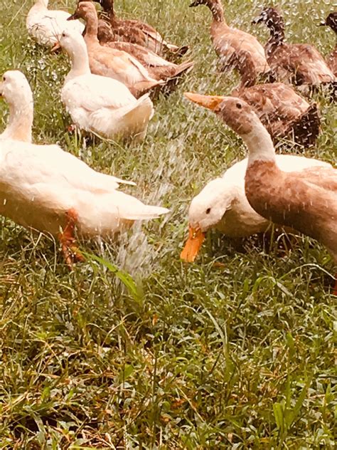 Ducks ducks and more ducks | Creatures, Water hose, Duck