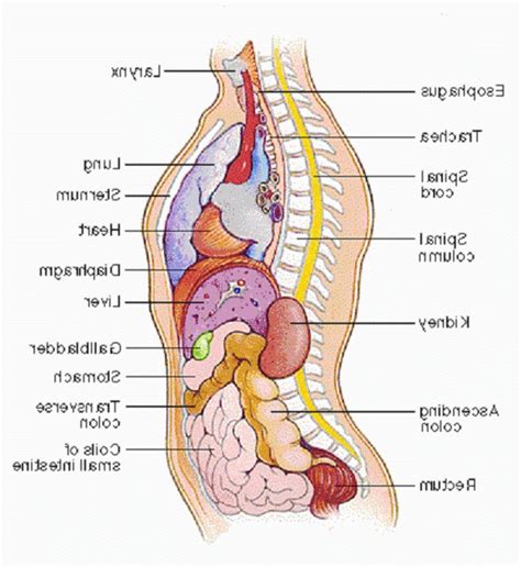 The best place to find human organs for sale, human body parts for sale, where to buy human organs online with %100 discreet packaging and safe shipping worldwide. Anatomy Of Female Human Body From The Back - Human Body Organs Diagram From The Back Organ ...