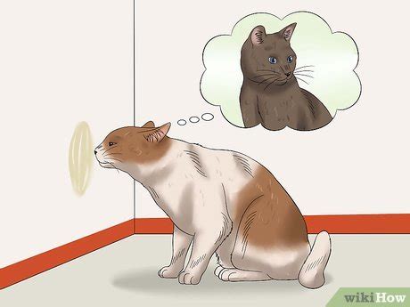 Male cats can have some unpleasant behaviors like urine spraying and responding to females in heat. How to Stop a Male Cat from Spraying: 11 Steps (with Pictures)