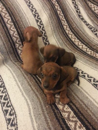 It may be surprising to know, but adopting a dachshund puppy is possible. Dachshund Puppies for sale Columbus Ohio - Home