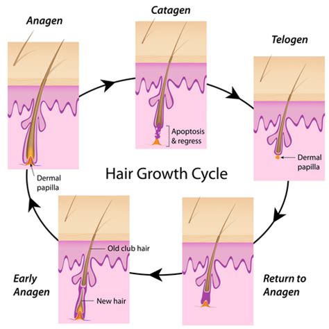 Hair growth in the pubes and on the head is about similar. How Long Does a Brazilian Wax Last? - The Landing Strip