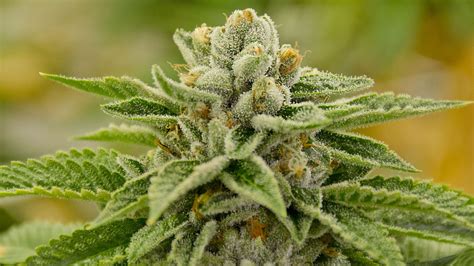420, cannabis, drug, drugs, marijuana, nature, plant, psychedelic . weed, Drugs, Marijuana, 420, Nature, Psychedelic, Plant ...