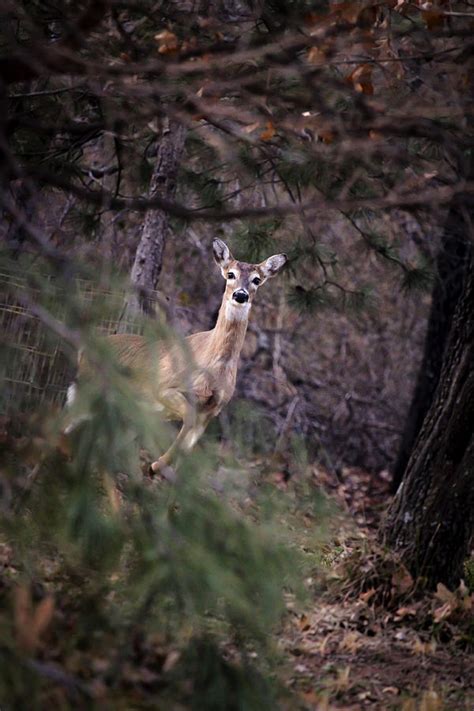 Squirrels are offended by many of the same scents as deer, so repellents like plantskydd deer repellent work well. Deer's Stomping Grounds. Photograph by Joshua Martin