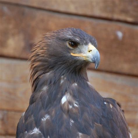 Aquila, der adler, oder vultur volans, der fliegende geyer, ist eine constellation von 23. Adler: Symbolik und Mytho­logie des deutschen Wappen­tiers - Libellius
