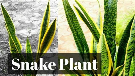 Here are numerous snake plant benefits explained that's why snake plants or sansevieria plants are most popular in cities that are facing indoor air pollution. Snake Plant |How to Propagate Snake Plant very easy ...