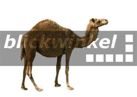 A camel's hump doesn't contain water or bone… it's fat. blickwinkel - Dromedar, Einhoeckriges Kamel (Camelus ...