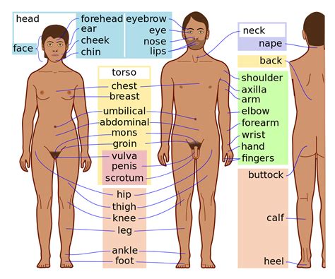 There are those parts located outside (external body parts) and others located inside the body (internal parts of body). Body - Simple English Wikipedia, the free encyclopedia