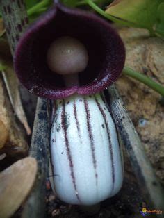 Unsere dienstleistungen im bereich zahnimplantate. Cavendishia grandifolia