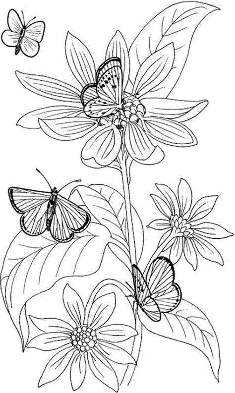 Colouring is a fun and creative way for your children to practice their fine motor skills, whilst also helping to increase familiarity with story. Printable Coloring Pages For Adults Fairies - Coloring Home