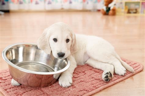 We strongly recommend purchasing from our authorized trusted partners. How Much Food Should a Puppy Eat? - The Dog Blog
