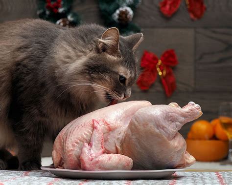 Can cats eat raw chicken. Can a cat eat raw chicken? - PetSchoolClassroom