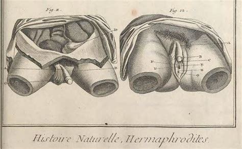 Intersexualität entsteht durch eine störung bei der intersexuell ist, wer sich nicht eindeutig zu den bisher gängigen geschlechtern mann oder frau zuordnen lässt. Diderot, die Encyclopédie und die Hermaphroditen (Teil 1 ...