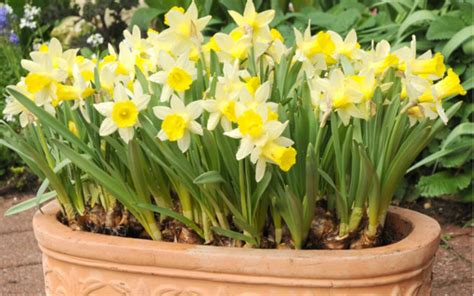 Piccoli fiori gialli dal grande calice verde. Fiori Gialli Piccoli Simili Ai Narcisi - Narcisi Gialli ...