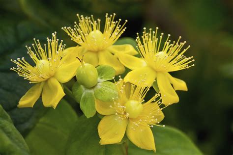 It has scented, spidery flowers in shades or yellow, orange or pink, which provide early pollen for honey bees. 10 Best Shrubs With Yellow Flowers