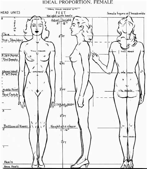 Human biology, organs anatomy illustration. Proportions of the Human Figure : How to Draw the Human ...