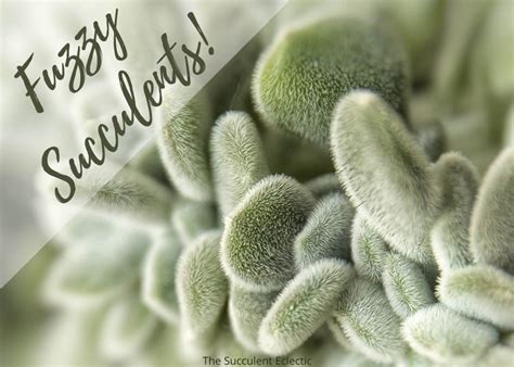 Hairy succulent species are very attractive and here are some examples of them. Best 15 Fuzzy Succulents and Their Care | The Succulent ...