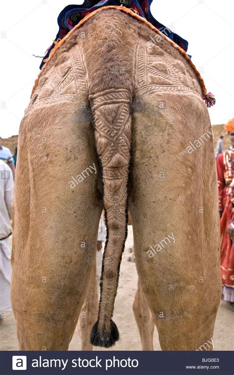 Shop for dromedary camel art from the world's greatest living artists. Decorated camel tail. Jaisalmer. Rajasthan. India Stock ...