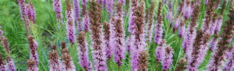 It's the time of year when i walk into my backyard and immediately smell the roses (literally)! Perennials For Wisconsin :: Melinda Myers