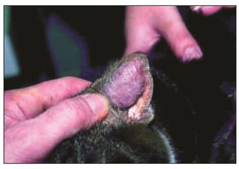 Larger hematomas require surgical treatment. Aural haematomas in dogs - ears | Essendon Vet Clinic VIC