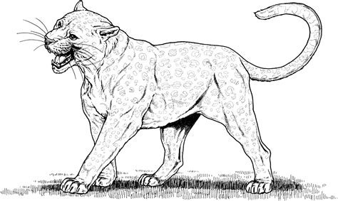 Search through 623989 free printable colorings at getcolorings. Pin on TIGERS, LIONS, Panthers, and Cougar