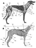 Bones of the foot, showing the calcaneus (heel bone), talus and other tarsal bones (ankle bones), metatarsal bones (bones of the foot proper), and phalanges (toe the parts of a dog's hind foot and forefoot. Greyhound Anatomy Diagram - The Inner Side of the Front Leg and the Inner Side of the Hind Leg ...