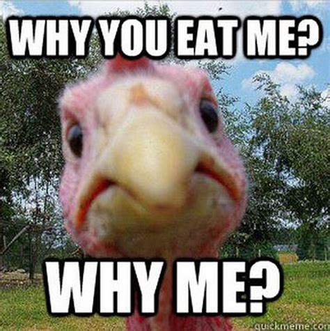 Well, now that halloween is finally over, how about we set up the christma. Thanksgiving Memes | POPSUGAR Tech