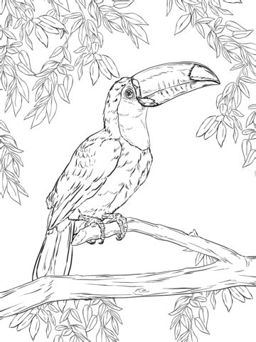 Use the download button to find out the full imageof toco toucan connect dots, and download it in your computer. Toco Toucan coloring page from Toucan category. Select ...