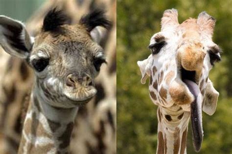 Can animals have down syndrome? 14 Beautiful Pictures Of Animals With Down Syndrome | Mundo EN