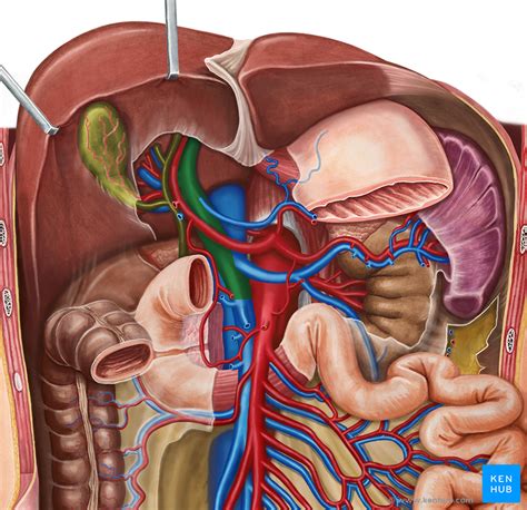 The portal vein or hepatic portal vein is a blood vessel that carries blood from the gastrointestinal tract, gallbladder, pancreas and spleen to the liver. Hepatic Portal Vein - Anatomy, Function & Clinical Points ...