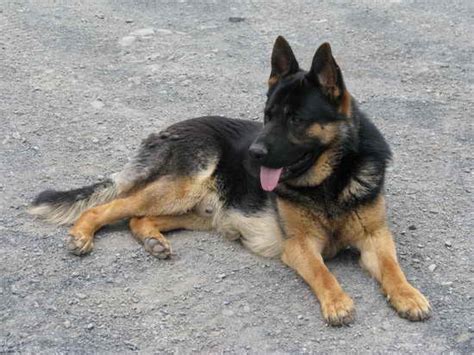 Browse thru german shepherd dog puppies for sale near albany, new york, usa area listings on puppyfinder.com to find your perfect puppy. German Shepherd Rescue Upstate Ny | PETSIDI