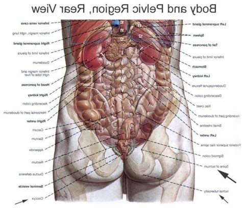 The circulatory system includes the heart, veins and arteries. Human Anatomy Back View - koibana.info | Body organs ...