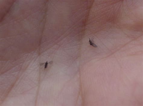 Insecticida mosquitrap mata moscas y mosquitos 370 ml. Mosquitos de menos de 1 mm que pican en el jardín