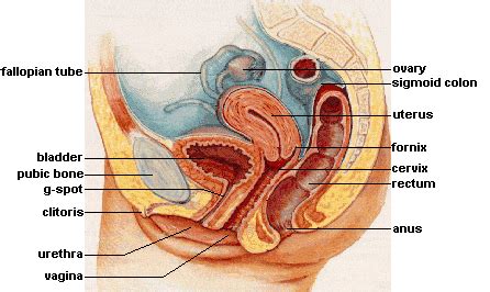 Ovary, fallopian tube, uterus, endometrium, cervix, vagina. Human Sexual Anatomy and Physiology | Noba