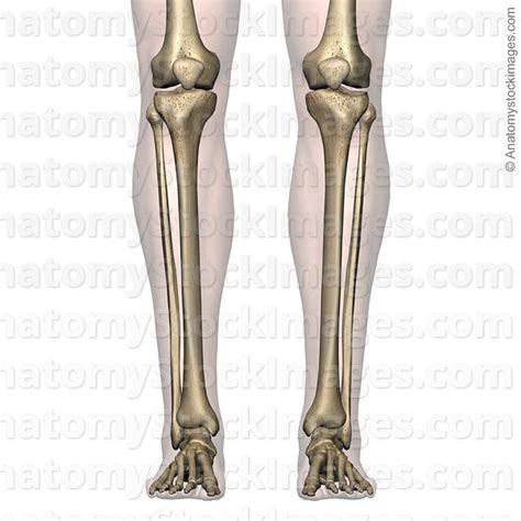 Rib thorax lumbar pelvis sacrum coccyx femur fibula tibia. Anatomy Stock Images | lowerleg-bones-tibia-fibula-front-skin