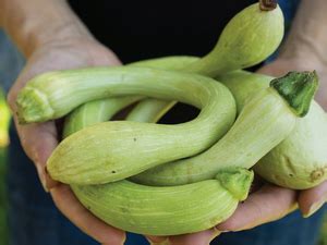 One of our favorite time saving tips is to use a small food chopper or food processor to quickly and easily chop onions. Get to Know Your Squash | The Bend Magazine