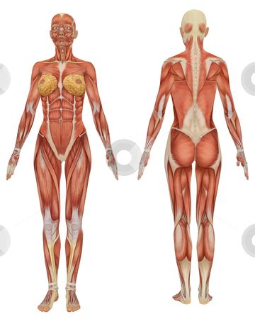 How to draw man muscles body anatomy | my b*s* is boss. Front and Rear View of the Female Muscular Anatomy stock photo