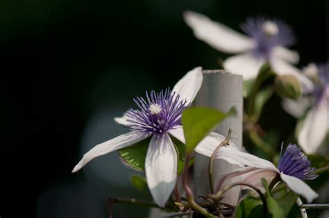 We did not find results for: LuSon Sky * 無聲有聲: 屏東鐵線蓮 (Clematis akoensis)