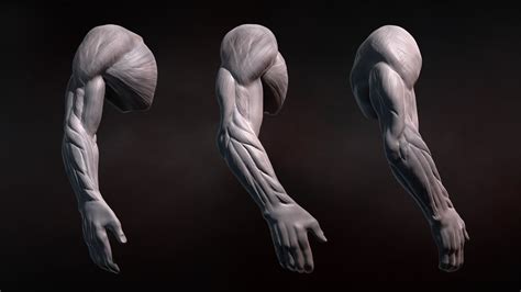 Some of the largest back muscles that most people are familiar with include the trapezius, latissimus dorsi, rhomboids, and erector spinae. ZBrush Tutorial: Sculpting Human Arms in ZBrush - YouTube