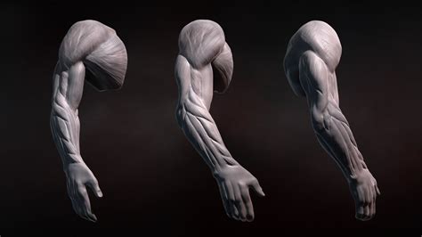 Learn how to listen to and treat these painful messages from your the first step to understanding what your back muscle spasm is telling you is to visit a doctor and get an accurate diagnosis. ZBrush Tutorial: Sculpting Human Arms in ZBrush - YouTube