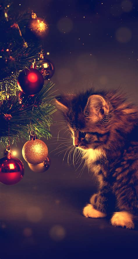 We offer an extraordinary number of hd images that will instantly freshen up your smartphone or computer. Wallpaper iPhone #holidays#cute kitten⚪️ | Christmas ...